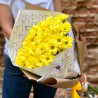 Жёлтые хризантемы фото
