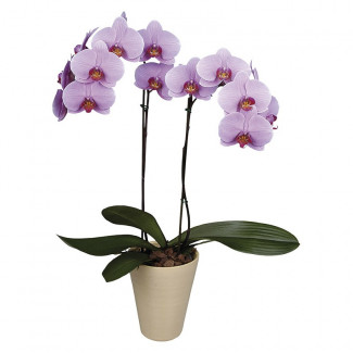 Orhidee Roz