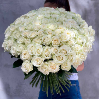 101 White Roses 60-70 cm