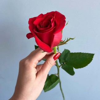 Красные Розы Штука 50-60 см