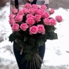 25 Trandafiri Roz Fotografie